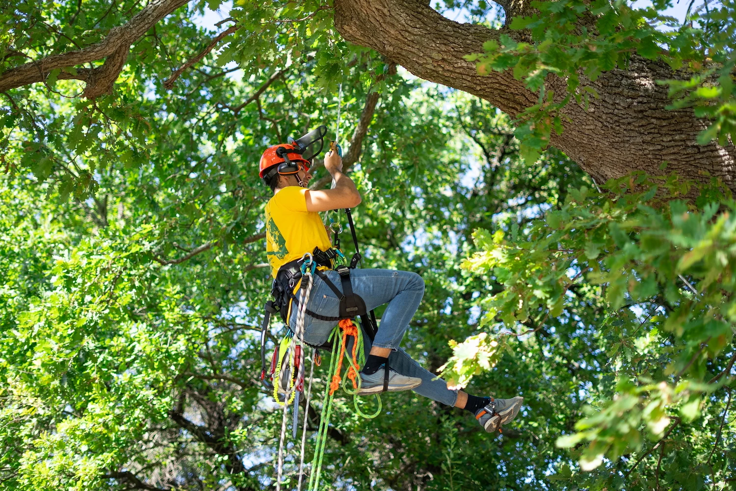 Un operatore All Green in arrampicata tra i rami di un albero