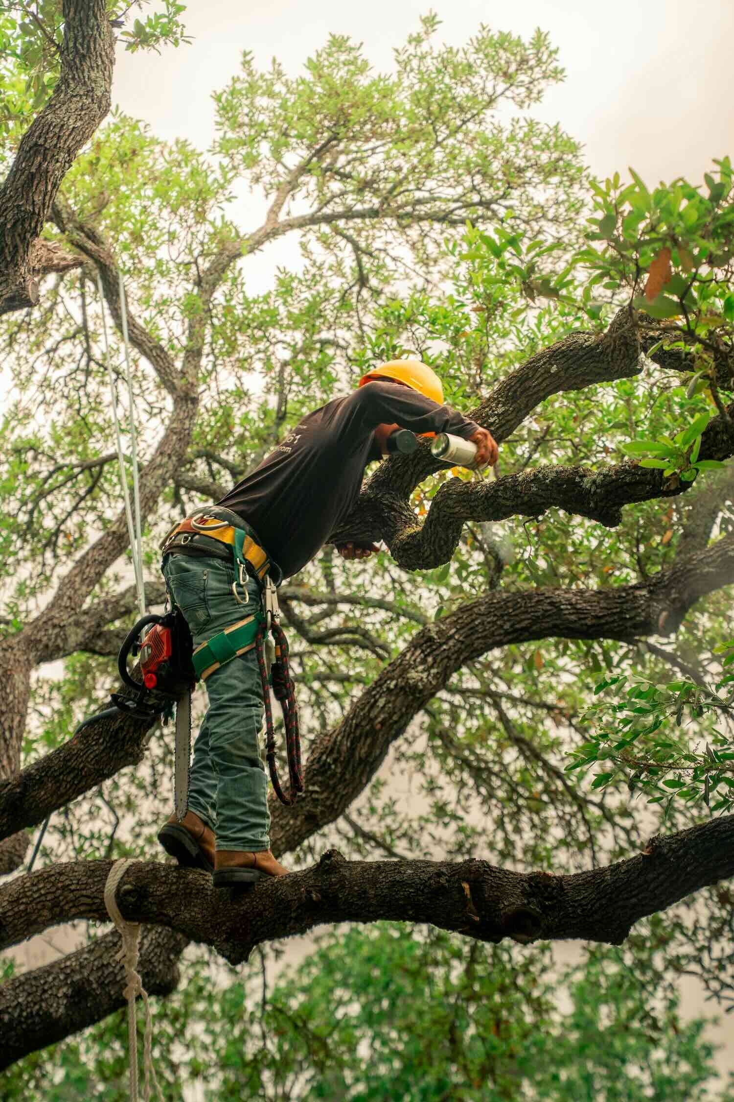 Operatore in treeclimbing al lavoro tra i rami di un albero