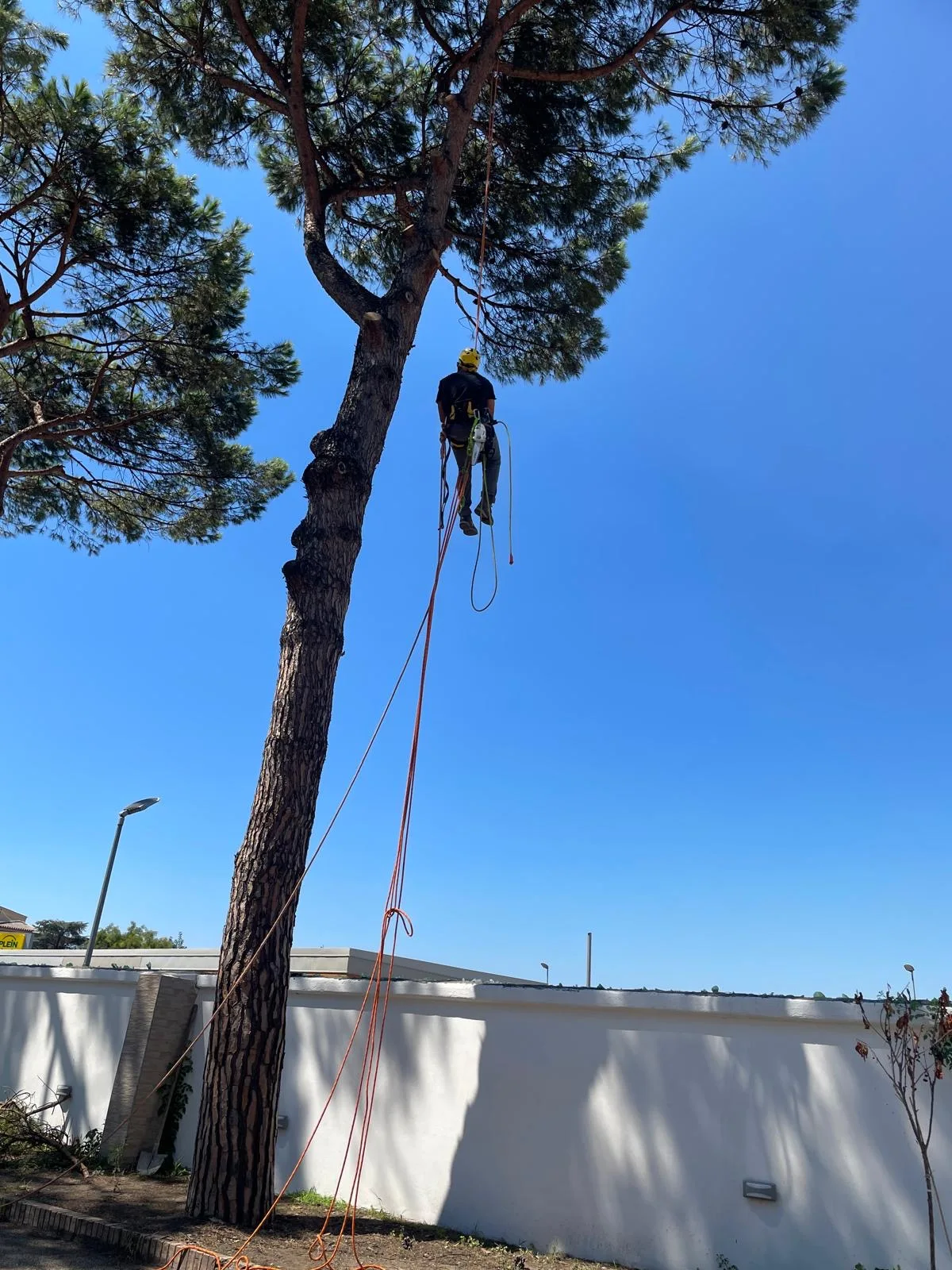 Intervento in treeclimbing su un pino