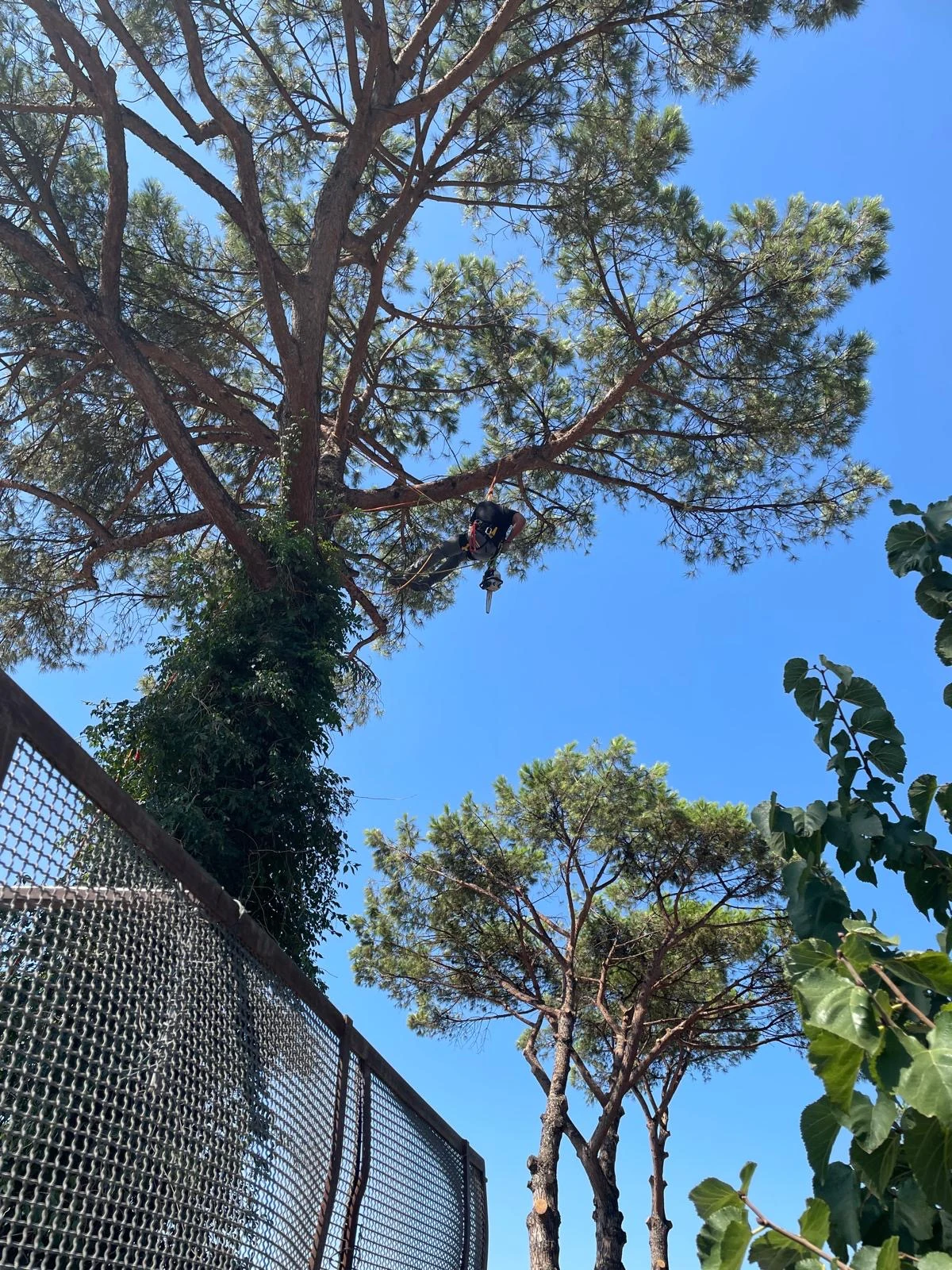Treeclimbing — un intervento All Green